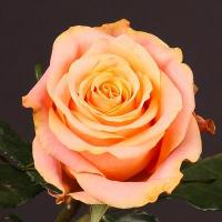 Троянда Олімпус 40 см. Кенія (шт, помаранчевий)