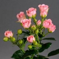 Троянда Грація кущ. стандарт 60 см. Камелія (шт, рожевий)