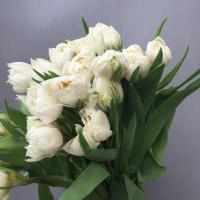 Тюльпан Overig white Голландія