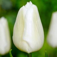 Тюльпан White master Голландія