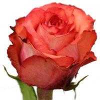 Троянда Ігуана 70 см. Еквадор (шт, червоний)
