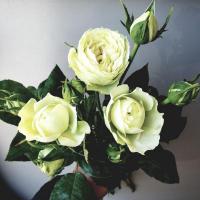 Троянда Роза пионовидная кустовая 50 см. Харків (шт, білий)