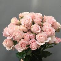 Троянда Принцеса Кіс пінк 50 см. Кенія (шт, рожевий)