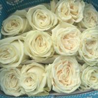 Троянда Гарден Вайт 50 см. Еквадор (шт, рожевий)