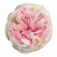 Троянда Лорена Саммерхауз 40 см. Еквадор (шт, рожевий)
