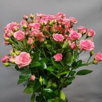 Троянда Грація кущ. 80 см. Камелія (шт, рожевий)