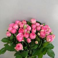 Троянда Пінк піано 55 см. Харків (шт, рожевий)