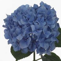 Гортензія блакитна 70 см Pimpernel