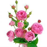 Троянда Місті баблз кущ. 70 см. Асканія (шт, бузково-рожевий)