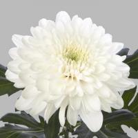 Хризантема одноголова біла зембла (Голландія)