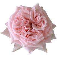 Троянда Принцеса Хітомі 50 см. Еквадор (шт, рожевий)