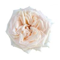 Троянда Принцеса Майя 50 см. Кенія (шт, рожевий)