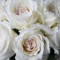 Троянда Принцеса Міюкі 50 см. Кенія (шт, білий)