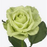 Троянда Грін наомі 60 см. Кенія (шт, зелений)