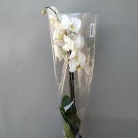 Орхідея фаленопсис 2 ст 12/80 мікс 2 сорт