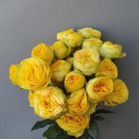 Троянда Голден Трендсеттер 60 см. Кенія (шт, жовтий)
