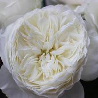 Троянда Вайт клауд 50 см. Кенія (шт, білий)