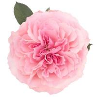 Троянда Майра пінк 40 см. Еквадор (шт, рожевий)