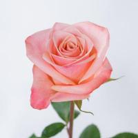 Троянда Ла хабана 70 см. Еквадор (шт, рожевий)