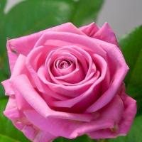 Троянда Нью аква 70 см. Еквадор (шт, рожевий)