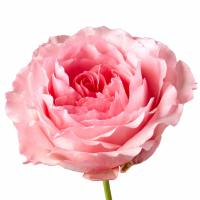 Троянда Майра квін 70 см. Еквадор (шт, рожевий)