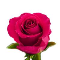 Троянда Готча 40 см. Еквадор (шт, малиновий)