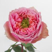 Троянда Світ ай 50 см. Еквадор (шт, рожевий)