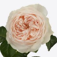 Троянда Емма Вудхаус 60 см. Еквадор (шт, кремовий)