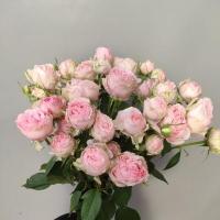 Троянда Пінк Блоссом 2 бут. 60 см. Кенія (шт, рожевий)