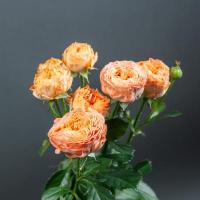 Троянда Оранж Трендсеттер стандарт 60 см. Камелія (шт, помаранчевий)
