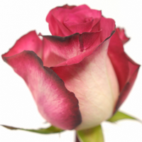 Троянда Дабл фэшн 90 см. Кенія (шт, двоколірні)
