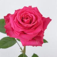 Троянда Фулл монті 60 см. Еквадор (шт, малиновий)