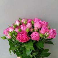 Троянда Місті баблз одн. 55 см. Харків (шт, бузково-рожевий)