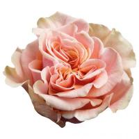 Троянда Фенікс 80 см. Еквадор (шт, рожевий)