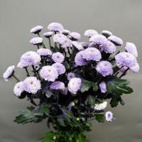 Хризантема сантіні фарб. Dusty purple 55 см. Голландія (шт, пурпуровий)