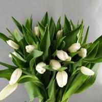 Тюльпан White Dynasty 30-40гр/40-50см Голландія (шт, білий)