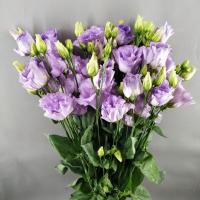 Еустома Alissa Lavender 70 см. Голландія (шт, лавандовий)