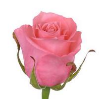 Троянда Каріна 60 см. Тандем  (шт, рожевий)