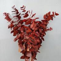 Евкаліпт фарб. Cinerea 300грм/70см Голландія (пуч, червоний/rood)