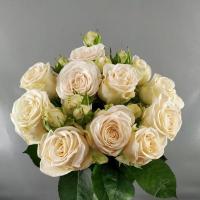 Троянда Софі кущ. н/с 60 см. Камелія (шт, кремовий)