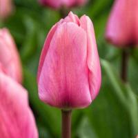 Тюльпан Big love 30-40гр/30-40см Голландія (шт, рожевий)