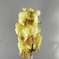 Орхідея Ванда 40-45 см. Голландія (гілка, жовтий)