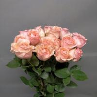 Троянда Аліна кущ. 50 см. Кенія (шт, рожевий)