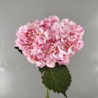 Гортензія фарб. Verena pink 20-22/60 см. Колумбія (шт, рожевий)