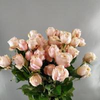 Троянда Дарлінгтон пінк кущ. 50 см. Кенія (шт, світло-рожевий)