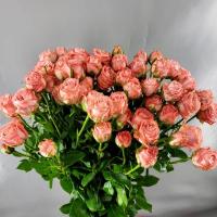 Троянда Амезінг Меджік кущ. 60 см. Кенія (шт, рожевий)