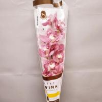 Цимбідіум Bella rosa rosanna 60см/9ка Голландія (шт, рожевий)
