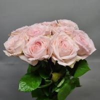 Троянда Пінк Охара 60 см. Кенія  (шт, рожевий)