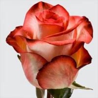 Троянда Блаш  60 см. Еквадор (шт, червоно-білий)