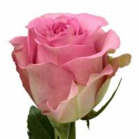 Троянда Світ юнік 80 см. Еквадор (шт, рожевий)